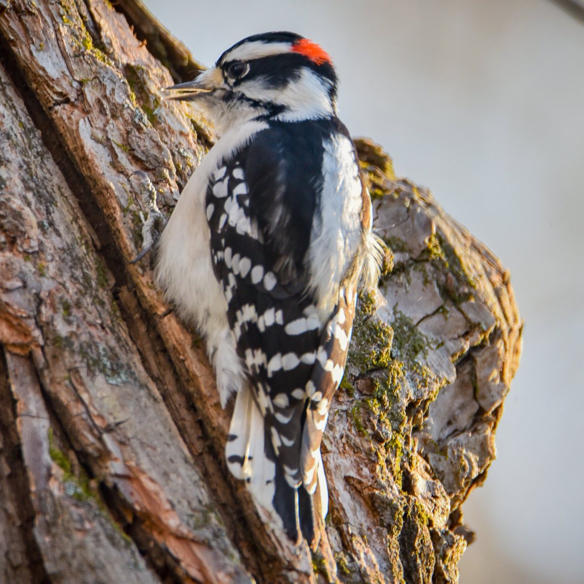 A Downy Woodpecker seconds after finding exactly what he was looking for.

#downywoodpecker #downywoodpeckers
#your_best_birds #marvelouz_animals_
#joyful_pics #total_birds
#eye_for_earth #stupefying_animals
#universal_bird #animal_captures
#nuts_about_birds #birdpose #birds
