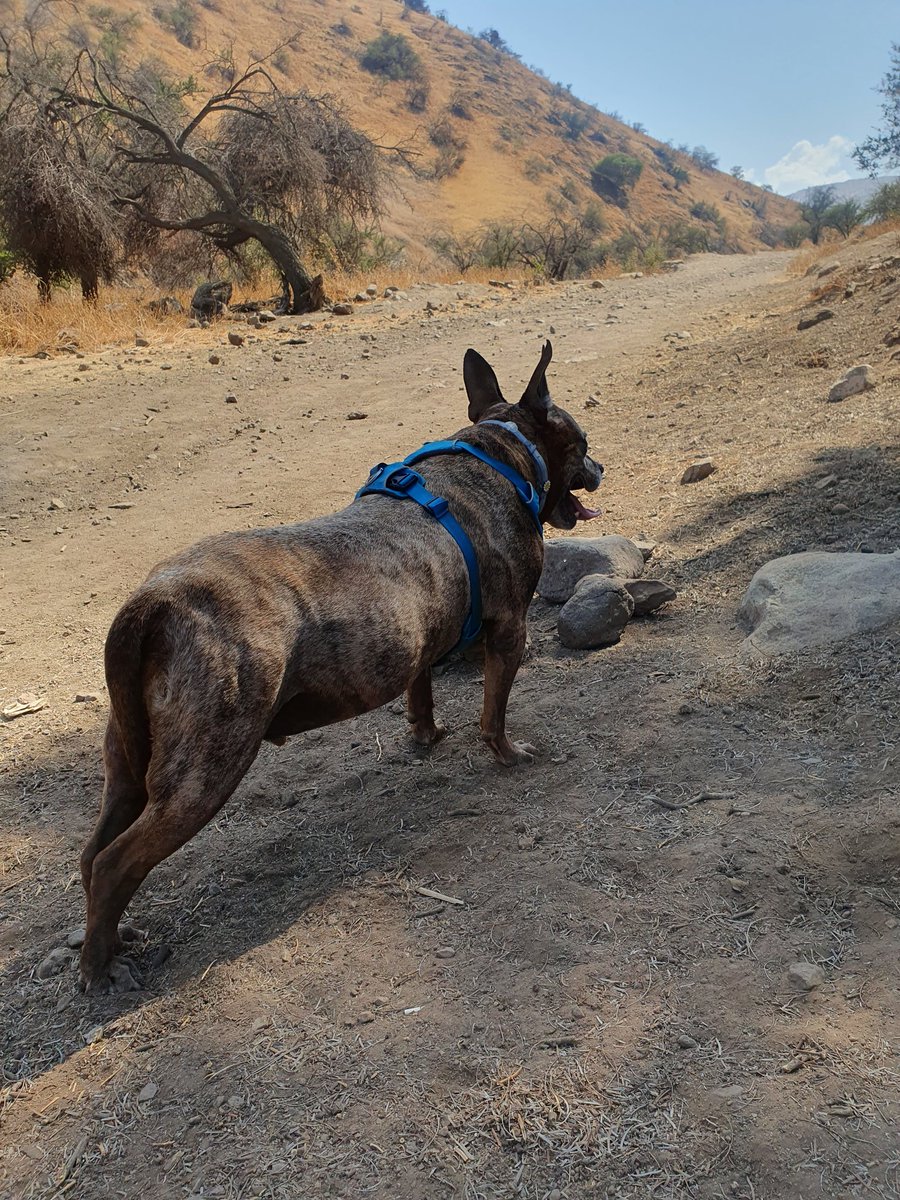Ivicurtis's tweet photo. Happy New Year!!!! 🐾✨️🥳
#DogsOnTwitter #DogsofTwittter https://t.co/UJd5QuKMa5