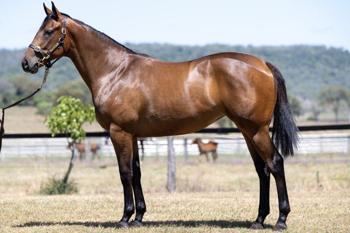 VThoroughbreds's tweet image. Put this #CosmicForce @NewgateFarm filly on your inspection list for @mmsnippets in the @noblebend draft from the family of Fetch, Faint Perfume, Banc De Fortune &amp;amp; Good Idea
@tubbabloodstock @bruceaslade @ProvenTbreds @odearacing