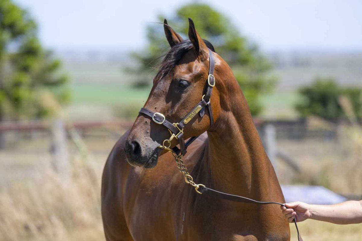 VThoroughbreds's tweet image. Put this #CosmicForce @NewgateFarm filly on your inspection list for @mmsnippets in the @noblebend draft from the family of Fetch, Faint Perfume, Banc De Fortune &amp;amp; Good Idea
@tubbabloodstock @bruceaslade @ProvenTbreds @odearacing