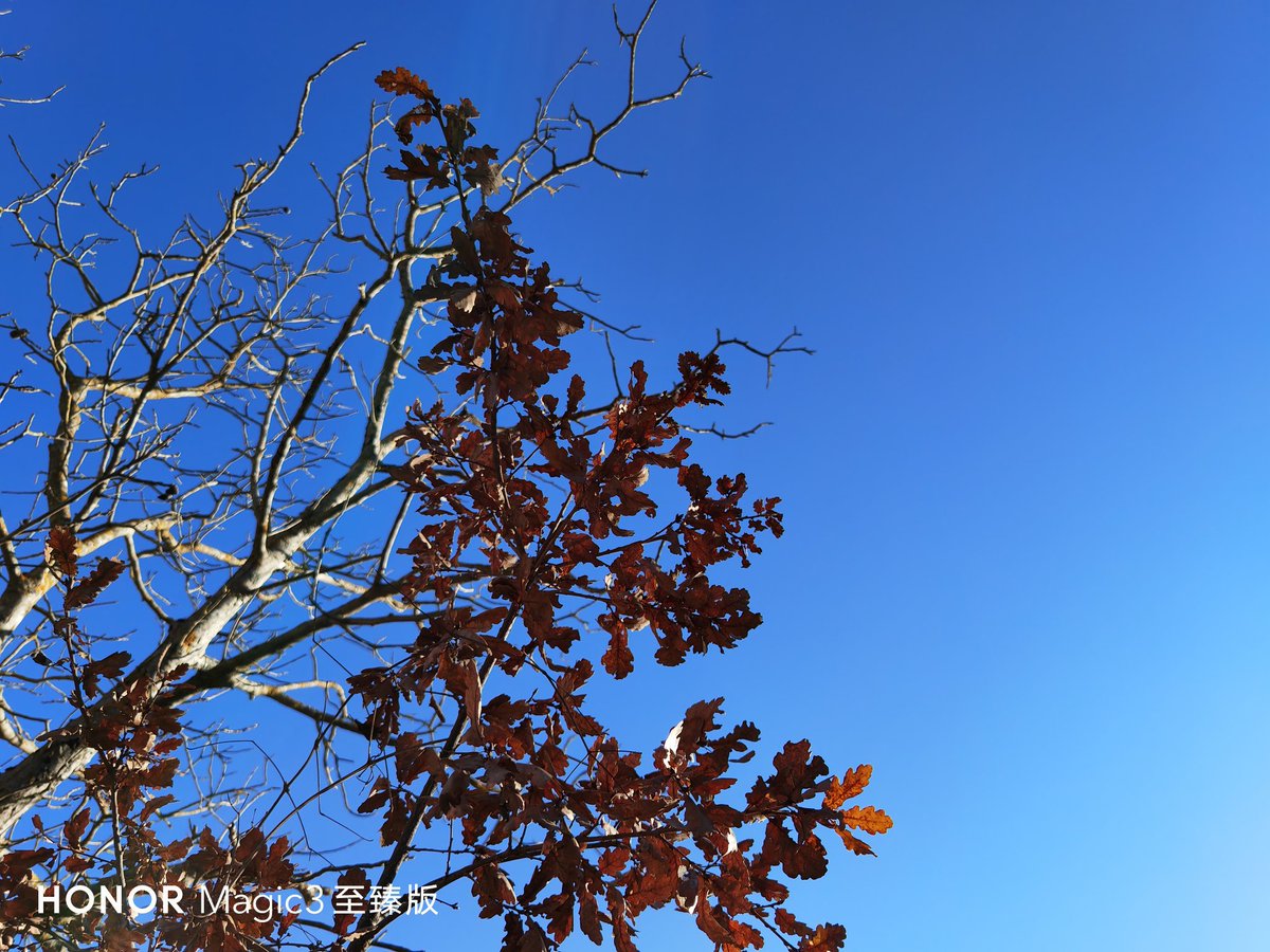 fabrizio_degni's tweet photo. A couple of pictures captured with Honor Magic 3 Pro+, definitely the quality is a step up with MsgicOS 7.
#HONORMagic3 #honor #magicos7 #nature #wildlifephotography #smartphones https://t.co/76JcVEOlVU