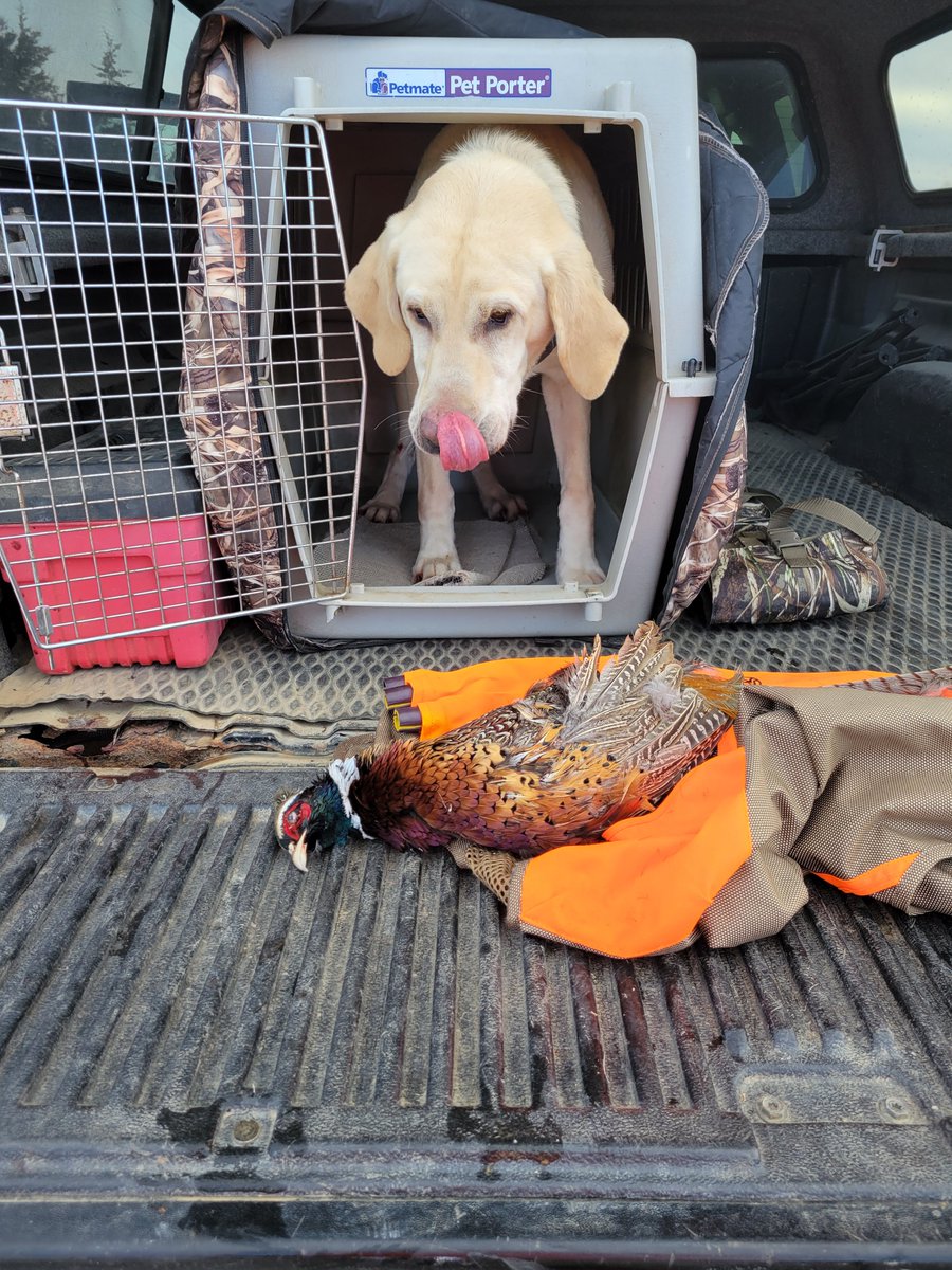 Ended the mn pheasant season with a well earned bird on public land. 2-3 miles in deep snow had Trigger licking his chops. Great bird numbers this year, hold tight and find some quality habitat, its shaping up to be a rough winter. Until next year 🍻