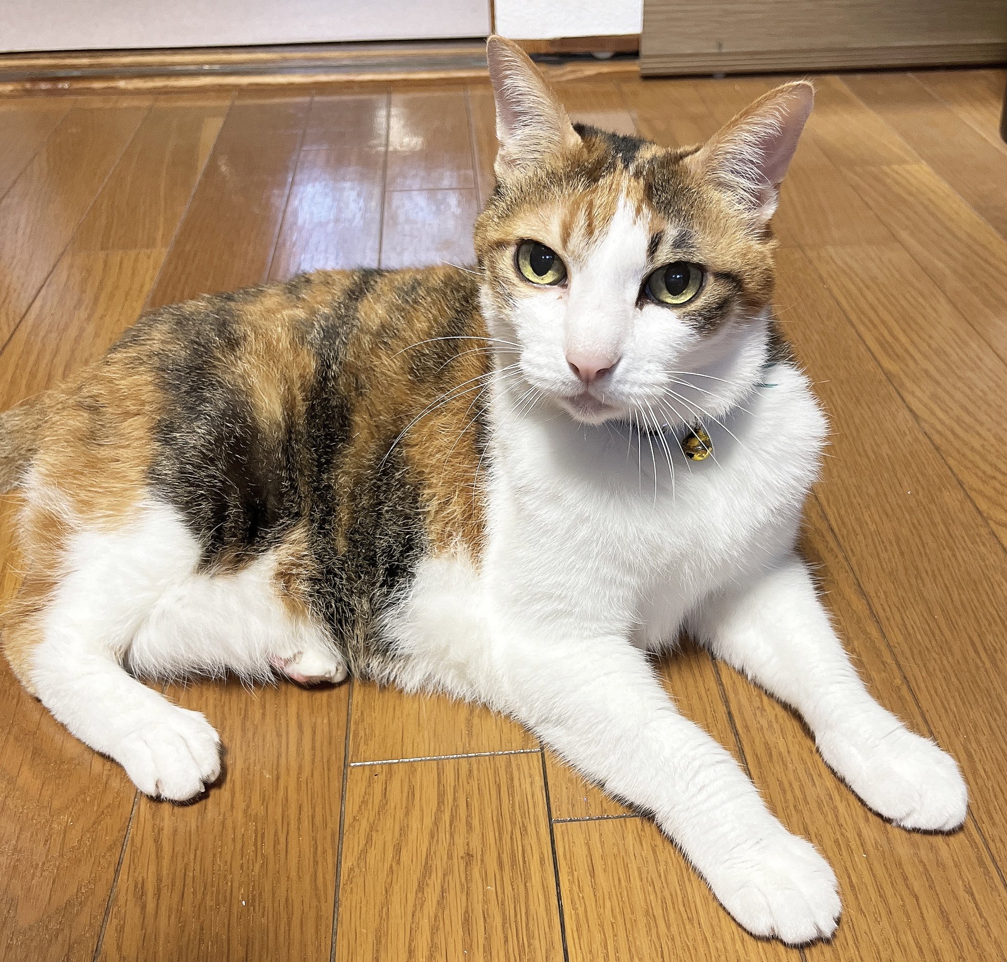 でぶ猫 こてつ Xl Www Inmera Com Ec