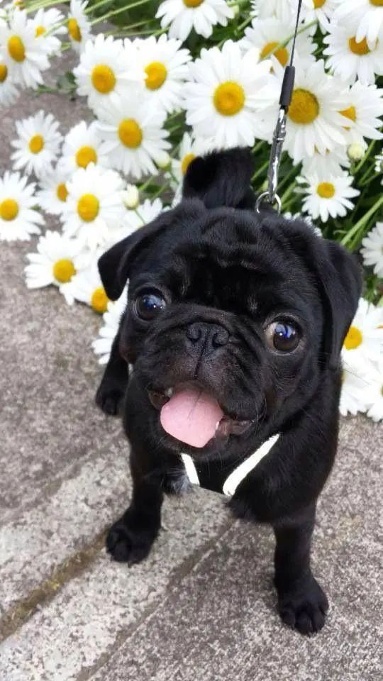 pug_l_o_v_e_r's tweet photo. Good Morning 2023 https://t.co/WsXWRJ7OWC