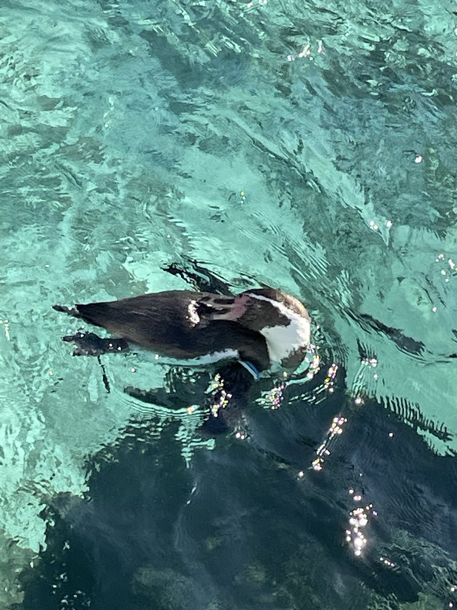 「葛西の水族館にきたよ。ペンギン癒されるー 」|くろがねぎん2023のイラスト