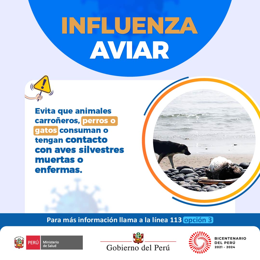 Minsa_Peru's tweet photo. Si acudes a la playa con tus mascotas, evita que tengan contacto con aves muertas o enfermas. Protégete de la influenza aviar. https://t.co/vrTSk9yojT