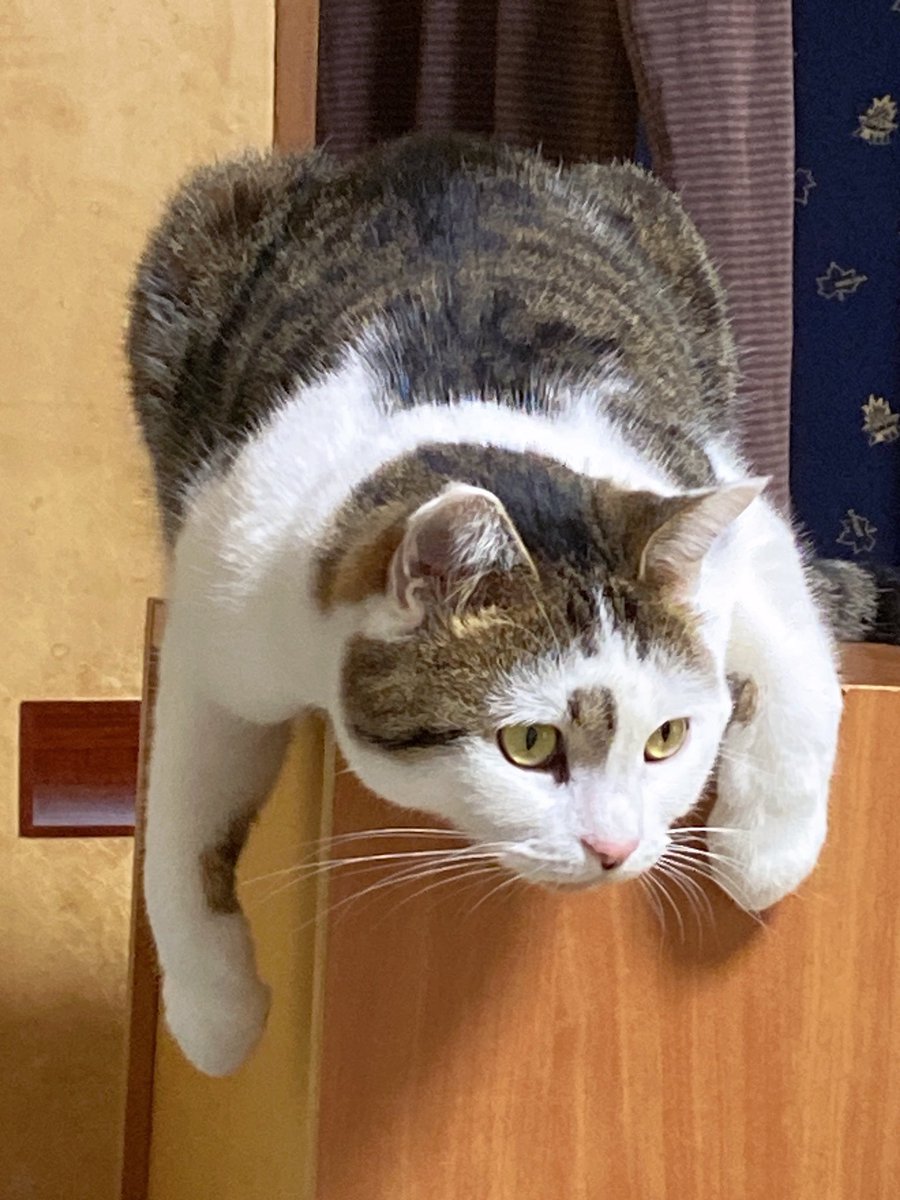 vaokuro's tweet photo. 寝相の癖強すぎんか？ https://t.co/W2TN5L4YVb