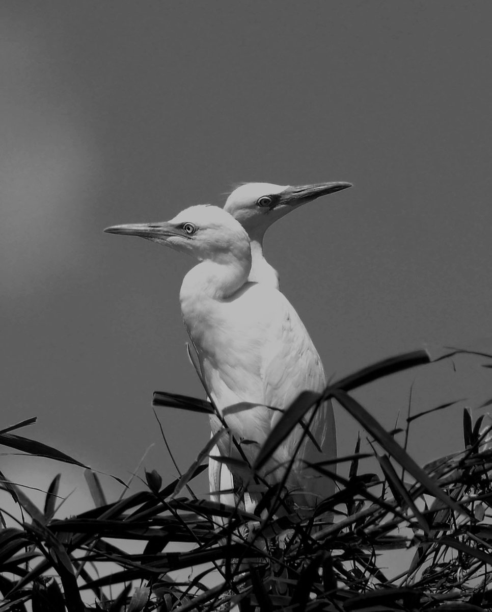 Kuntul kecil (Egretta garzetta)
#kuntul #egrettagarzetta #wildlife