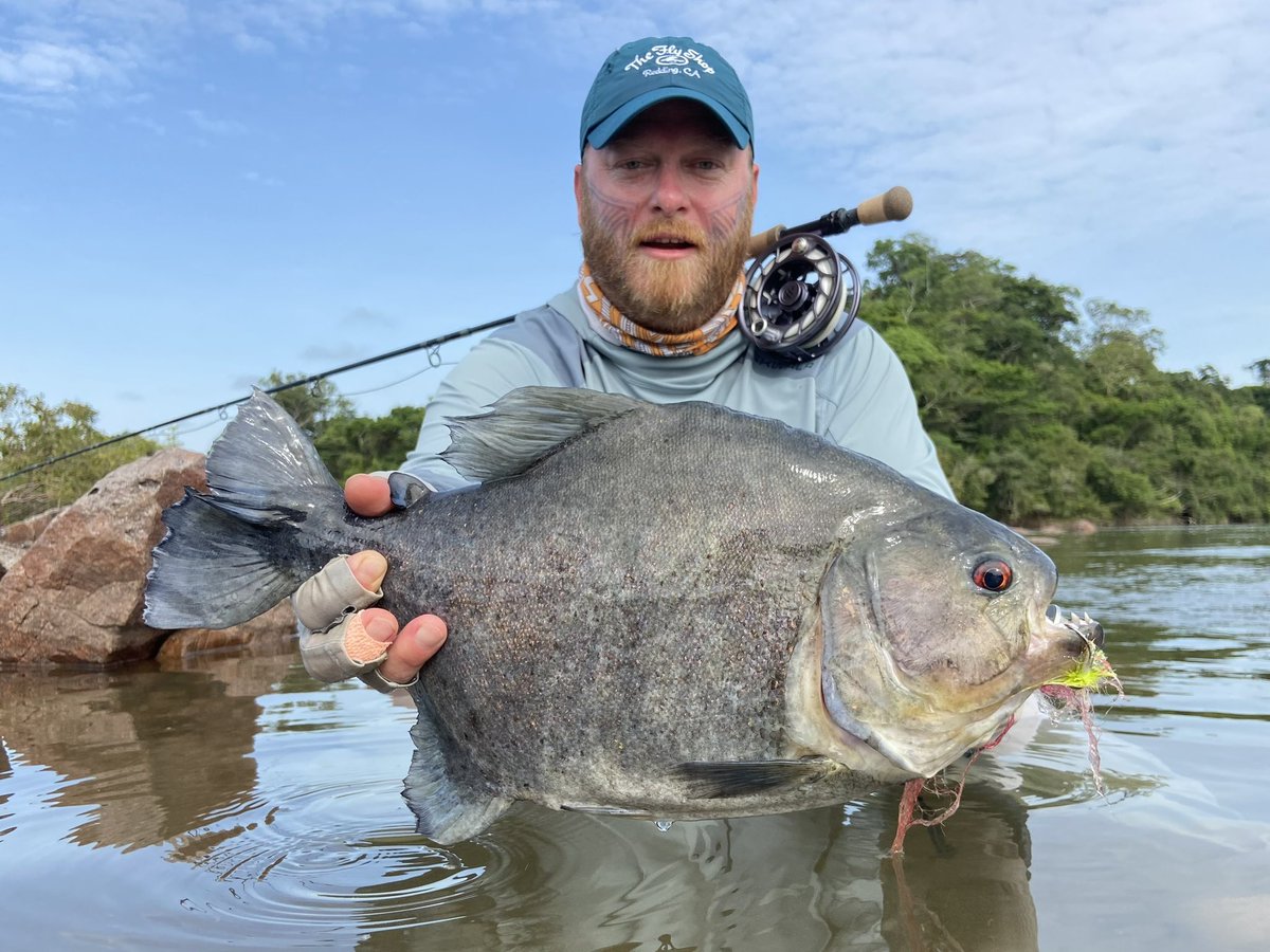 Bicuda, pacu, and more!
When The Fly Shop's Justin Miller traveled to Brazil to take on payara at Xingu Lodge, he also enjoyed catching a variety of other species that live in this river. 

#flyfishing #flyfish #theflyshop #flyfishingtravel
