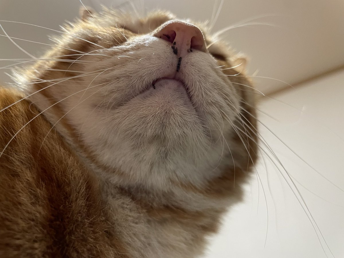 ZINMONA_neko's tweet photo. あけましておめでとうございます🙇‍♀️
2023年も気まぐれに呟いていきます！

 #猫の居る暮らし  #ねこ  #猫  #猫好きさんと繫がりたい  #じんもな https://t.co/oKAczNTk36