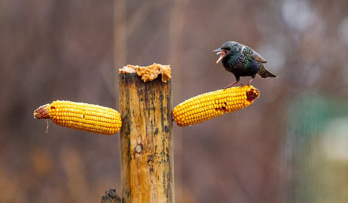 DanStambaugh2's tweet photo. Eastern Starlings #Pennsylvania #audubon #paaudobon #codorusstatepark #codorusstateparkbirdviewingstation https://t.co/6Kiyp0m4nP