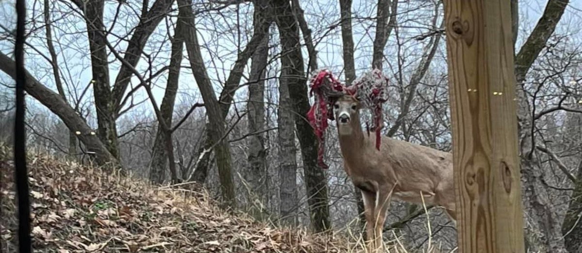 MegStEsprit's tweet image. Pittsburgh has a buck on the loose that somehow has coated his antlers in Christmas decor. The authorities have said he’s not in distress so let him carry that energy into 2023 and don’t rain on his holiday parade.