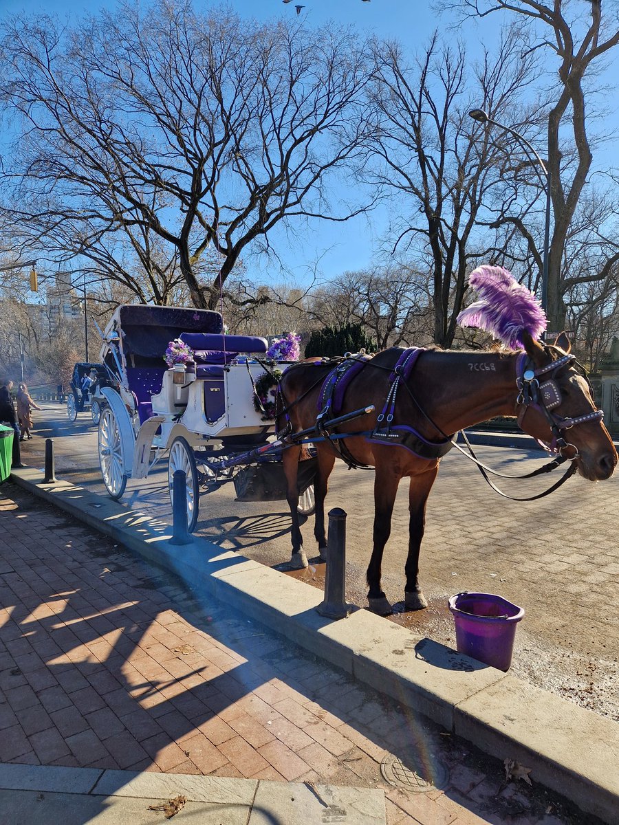 Transport for today. Central Park