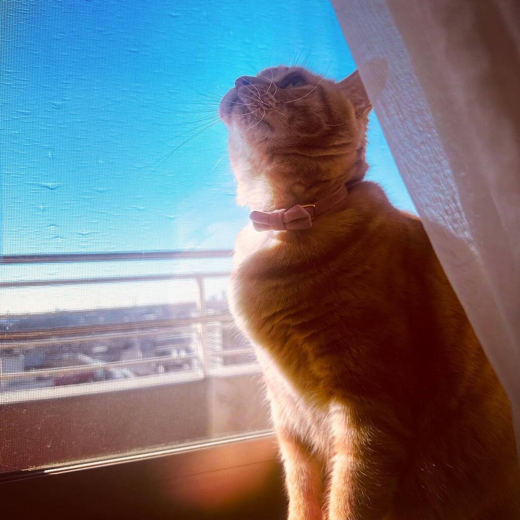 necotoart's tweet photo. 晴れ

#necotoart #cat #cats #catsofinstagram #tabby #lovecats #catlover #cutecat #meaw #mugi #kumo #katrudon #猫 #ねこ #にゃんこ #茶トラ #キジトラ #猫のいる暮らし #かわいい #ねこ部 #ねこのいる生活  #保護猫 #かつどん https://t.co/B79KgMoxB3