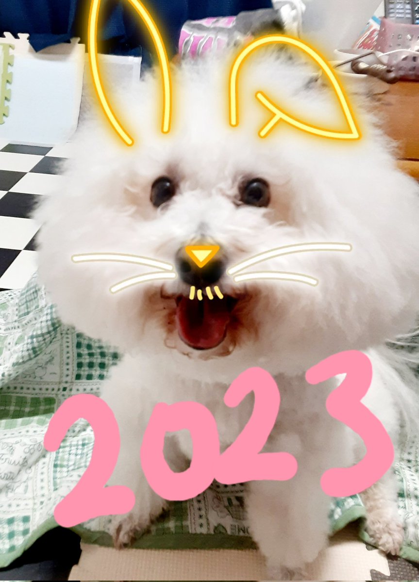 3Erumo3's tweet photo. おめでとうございます。
主は年末から発熱感染で寝こんでます😢この子には移らないでほしいと今年一番の願い事になってしまいました😹
＃bichonfrise ＃erumo https://t.co/LKGmhvfE7N