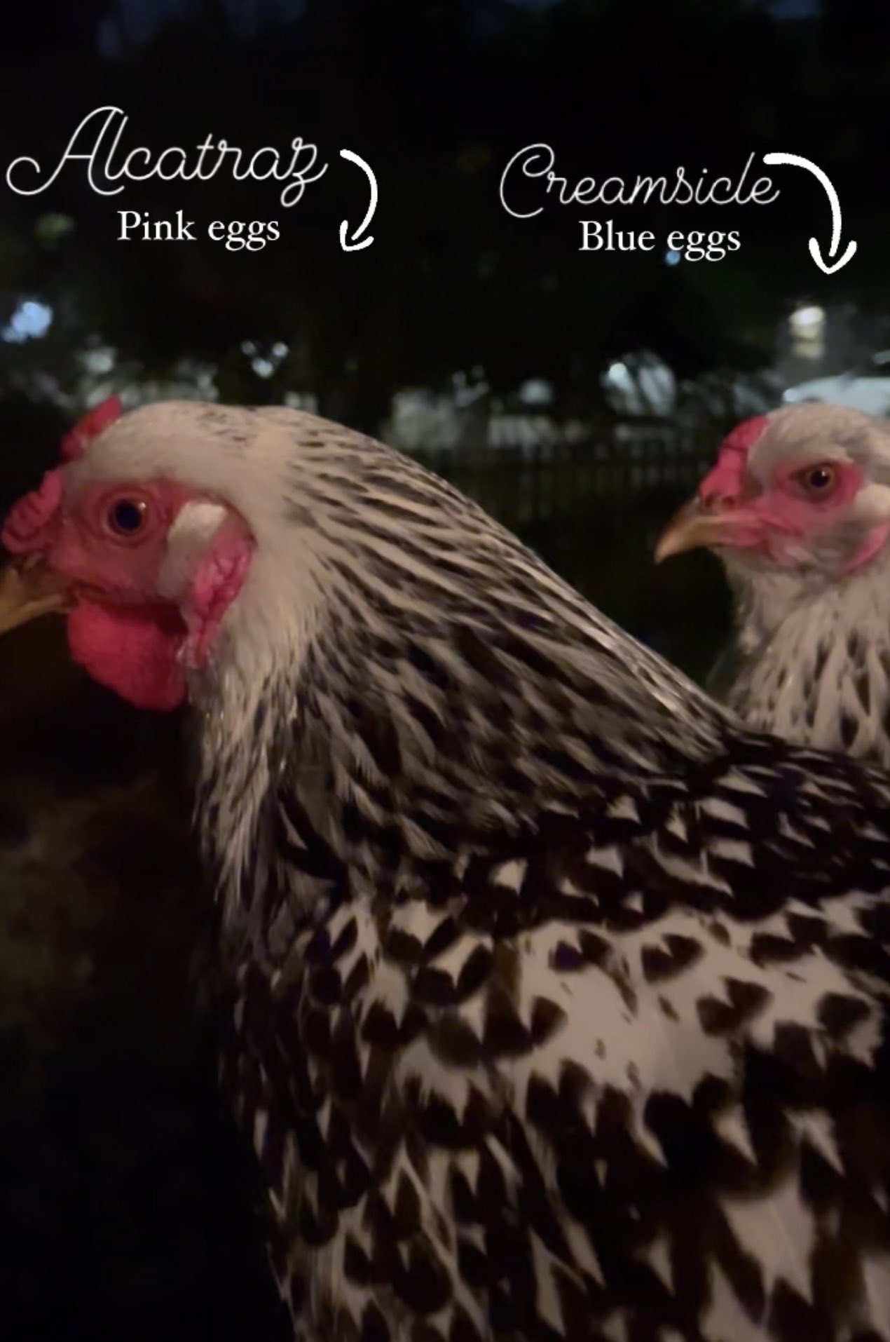 Anna Paulina Luna on Twitter "I highly suggest buying your own