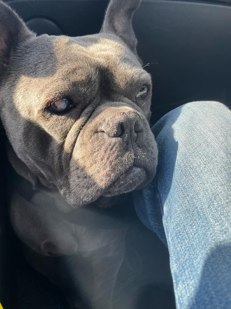 Lui è mio fratello....si chiama Bullo.😎