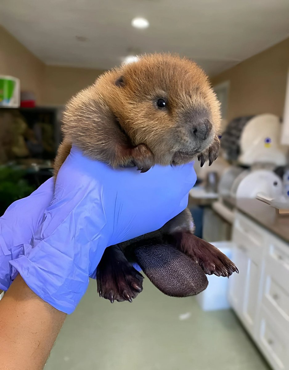 Here is a baby beaver for no reason.