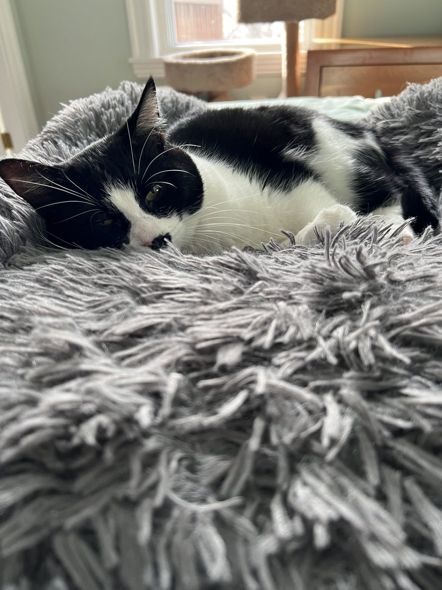PrimroseTheCat_'s tweet photo. Mom gots da Covid thing but she iz feeling a wittle better now. Da body aches are not as bad as yesterday, she just can’t stop coughing! 😷  I’m helping her feels better by being cute https://t.co/KahXDUHom8