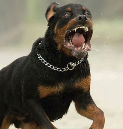 LaEufe's tweet photo. El perro Burric:

Con las víctimas // Con los delincuentes https://t.co/BoVuAIgcdo