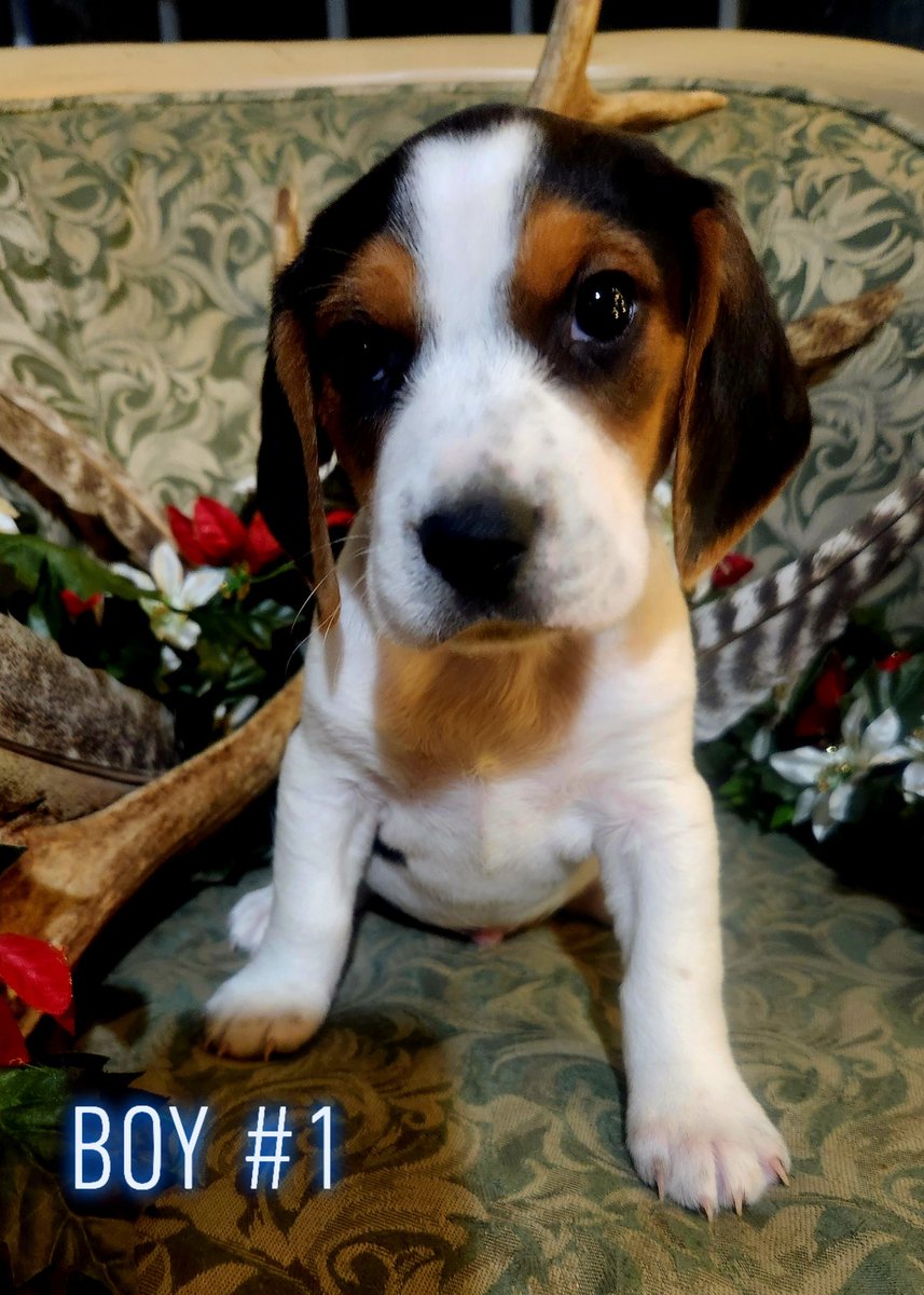 khampton911's tweet photo. Just some pups pics to brighten your day https://t.co/RCu5nhEqU2