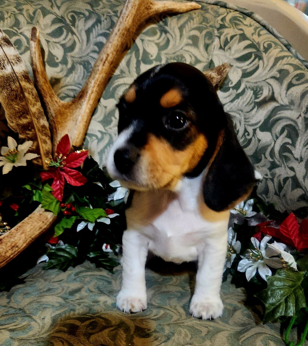 khampton911's tweet photo. Just some pups pics to brighten your day https://t.co/RCu5nhEqU2
