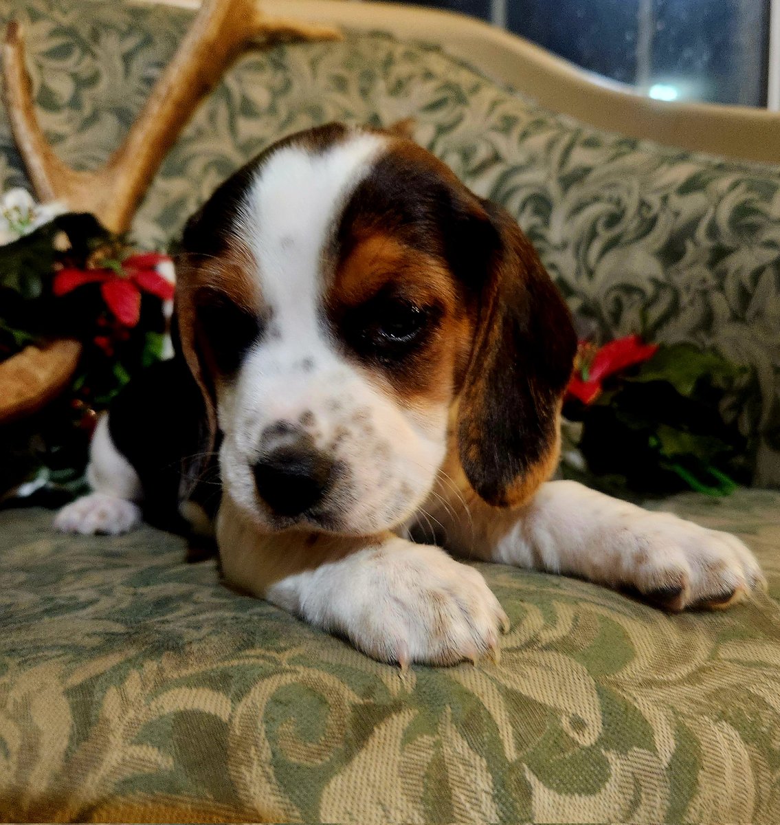khampton911's tweet photo. Just some pups pics to brighten your day https://t.co/RCu5nhEqU2