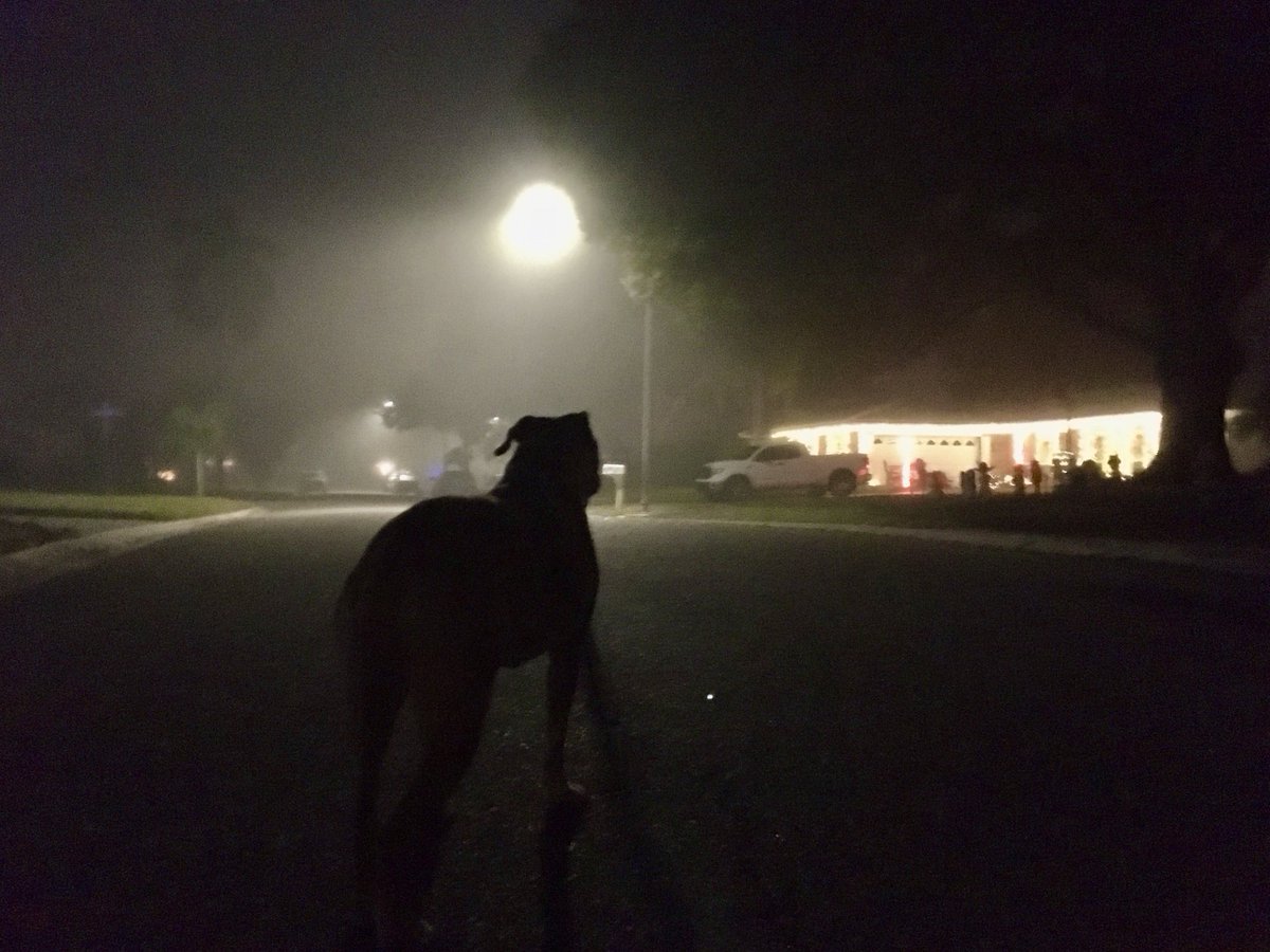Fog creeping in on our dog walk tonight.
