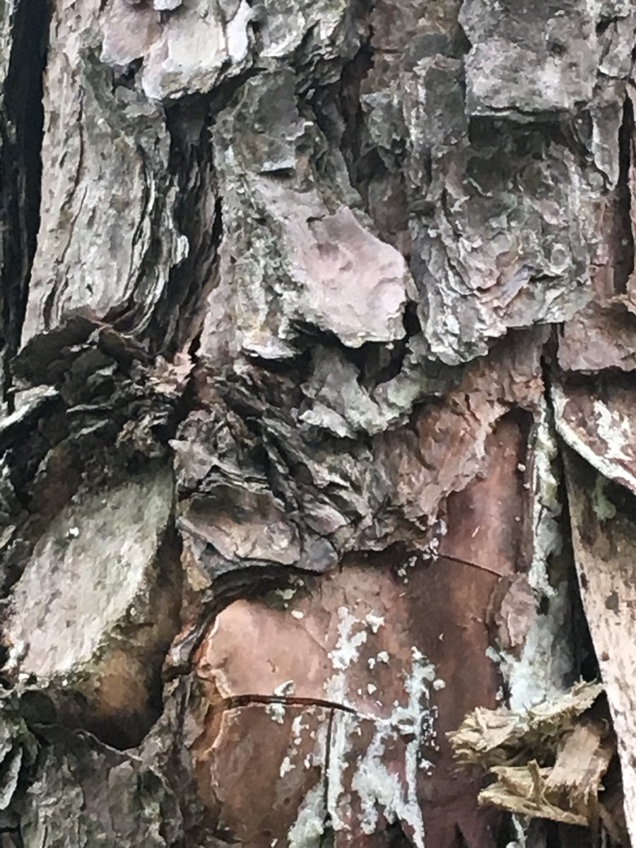 Squidjeelizards's tweet photo. #nature #tree #pine #pinetree #pinebark #treebark #woods #forest https://t.co/cEogEiiJt9