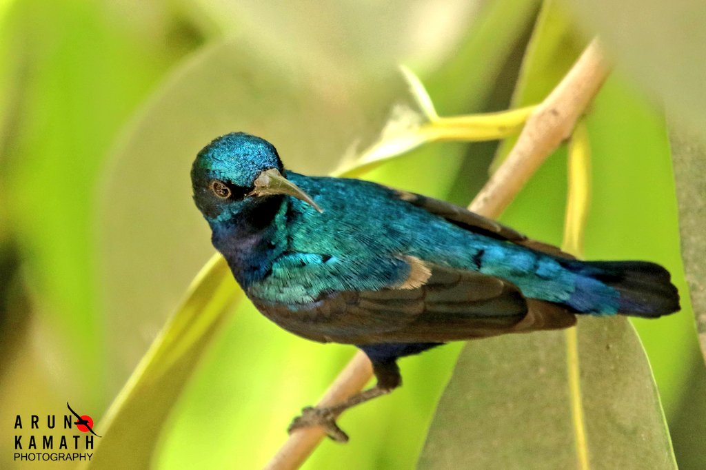 Nandini Kamath On Twitter RT incognito9 The Purple Sunbird In 