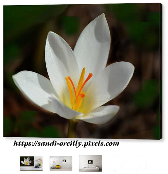 Sandi OReilly @sandioreilly 
'Sunlit Crocus' Get Here: sandi-oreilly.pixels.com/featured/sunli…
#crocus #flower #floral #closeupshot #sunlit #wallart #art #homedecor #design #beautiful #AYearForArt #GiftThemArt #ArtMatters 
See more image on #prints & #products Here: sandi-oreilly.pixels.com