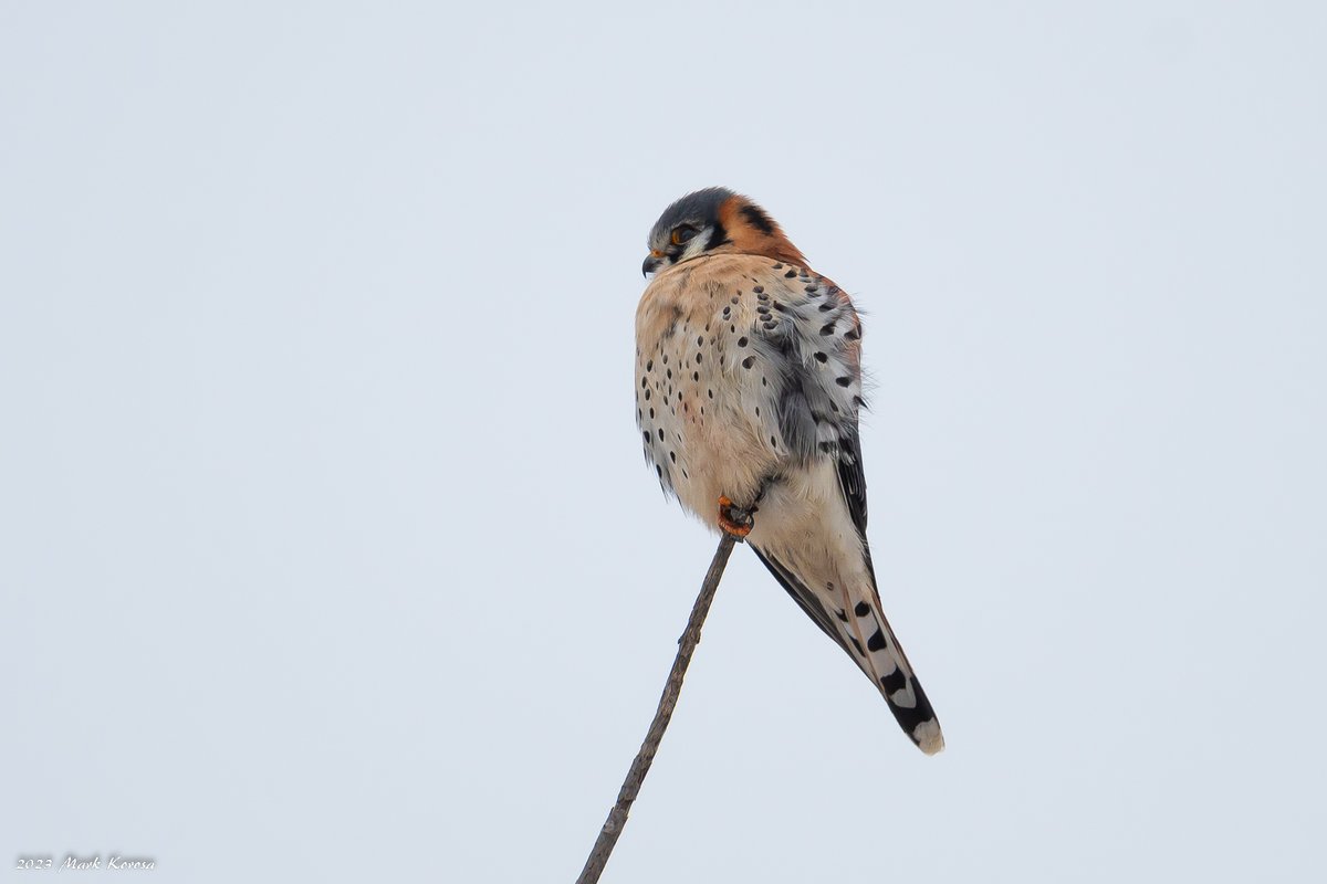 Image_Czar's tweet photo. Hunters of the Prairie- American Kestral, Short Eared Owl, and Northern Harrier. Good birds to start the year.
Kildeer Wetlands- Cook County Forest Preserve. https://t.co/YOiESB7skb