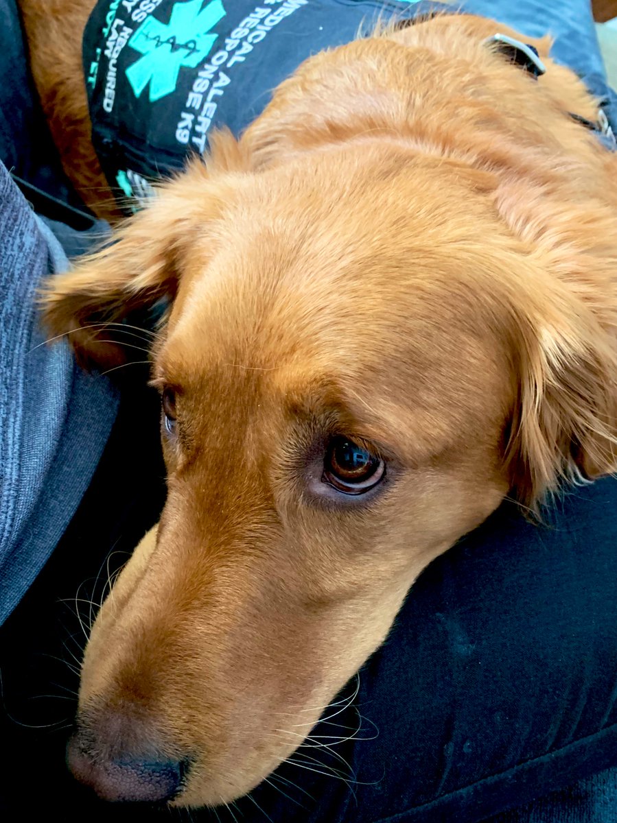 servicepupbasil's tweet photo. Sometimes ya just gotta lay in your human’s lap to make sure they don’t push themselves too far. No gettin off this couch without my permission momma #ServiceDog #DogsOfTwitter #DogTwitter #POTSServiceDog https://t.co/CXhh6oPp8H