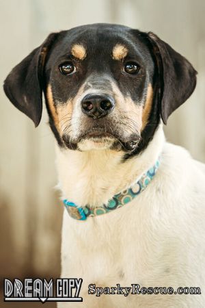 I'm Dylan. I am a Male Hound and Terrier.
petfinder.com/dog/dylan-5653…