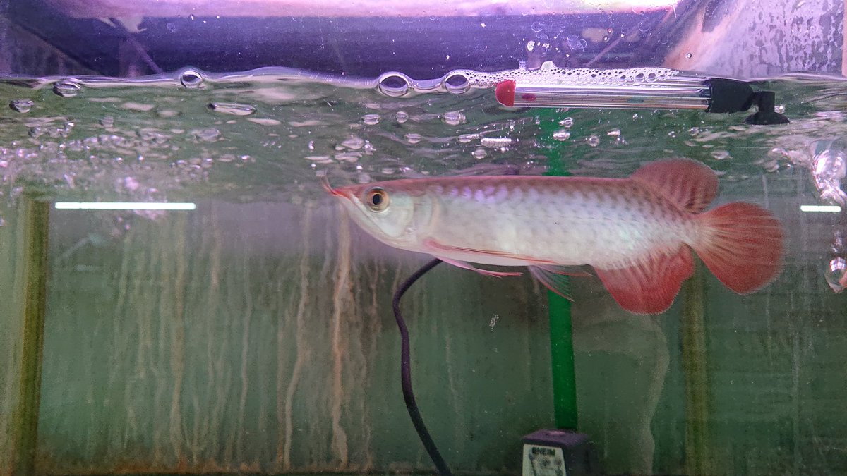 ada_nettaigyo's tweet photo. アクアデザイン、アラオ
新年初売セール😍
1/2～1/4
10時～19時
熱帯魚，水草表示価格より
レジ似て2割引中🤣
※一部対象外有り！

#熱帯魚セール
#熊本熱帯魚
#アロワナ#ディスカス
#グッピー#水草#古代魚
#新年初売 https://t.co/ivwhudQPY5