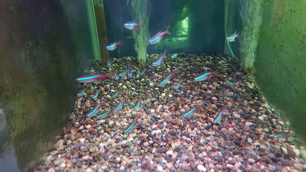 ada_nettaigyo's tweet photo. アクアデザイン、アラオ
新年初売セール😍
1/2～1/4
10時～19時
熱帯魚，水草表示価格より
レジ似て2割引中🤣
※一部対象外有り！

#熱帯魚セール
#熊本熱帯魚
#アロワナ#ディスカス
#グッピー#水草#古代魚
#新年初売 https://t.co/ivwhudQPY5