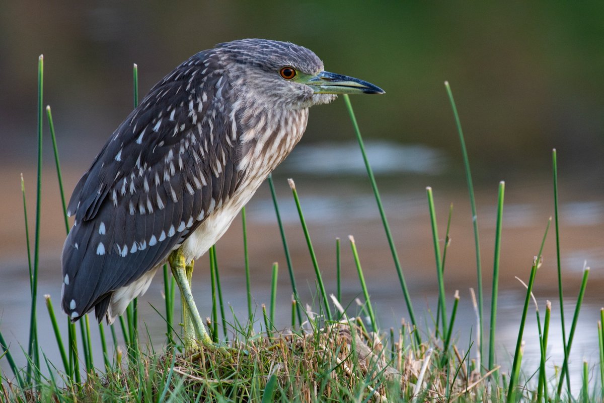 Black crowned night heron juv
#IndiAves 
#birdphotography #BirdsOfTwitter #BirdsSeenIn2022 #BBCWildlifePOTD @every_heron