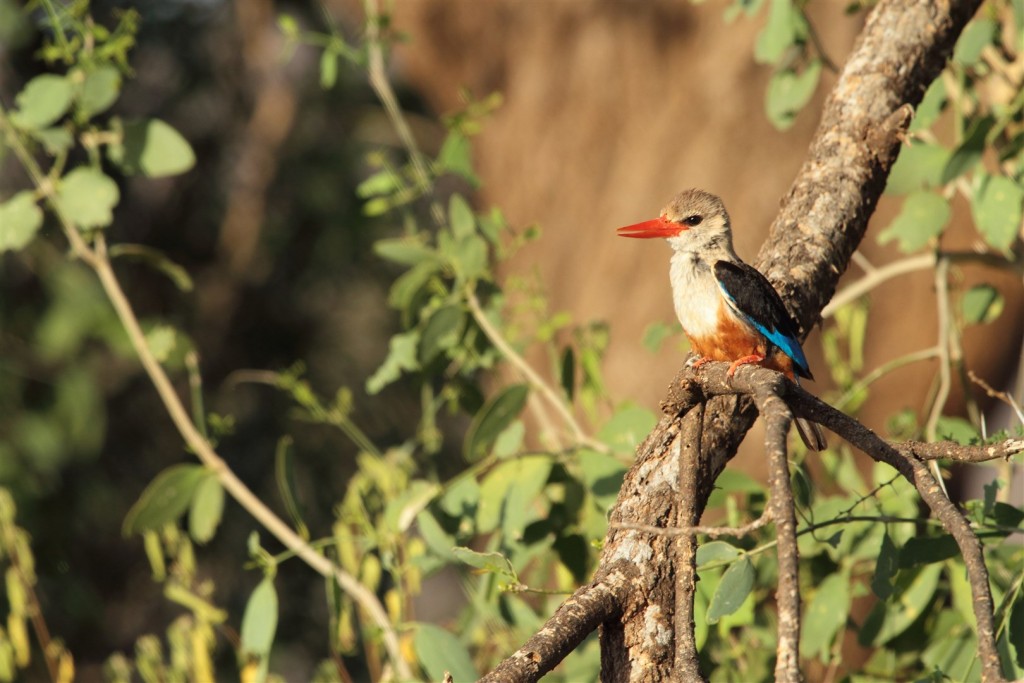AlvahTours's tweet photo. Kenya is one of Africa's leading birding destinations, with over 1,100 bird species recorded

#alvahtours #safari #wildlife #travel #africa #beautiful #bucketlist #adventure #nature #wanderlust #picoftheday #tembeakenya #birding #birdwatching #birdlife #samburu #nakuru #bogoria https://t.co/el50dKeRN0