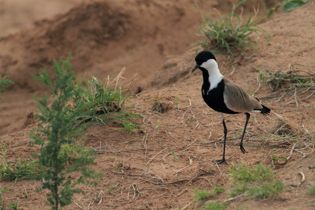 AlvahTours's tweet photo. Kenya is one of Africa's leading birding destinations, with over 1,100 bird species recorded

#alvahtours #safari #wildlife #travel #africa #beautiful #bucketlist #adventure #nature #wanderlust #picoftheday #tembeakenya #birding #birdwatching #birdlife #samburu #nakuru #bogoria https://t.co/el50dKeRN0