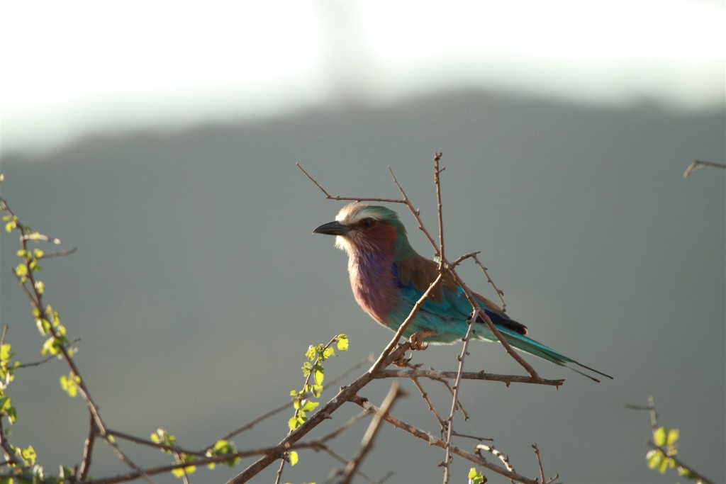 AlvahTours's tweet photo. Kenya is one of Africa's leading birding destinations, with over 1,100 bird species recorded

#alvahtours #safari #wildlife #travel #africa #beautiful #bucketlist #adventure #nature #wanderlust #picoftheday #tembeakenya #birding #birdwatching #birdlife #samburu #nakuru #bogoria https://t.co/el50dKeRN0