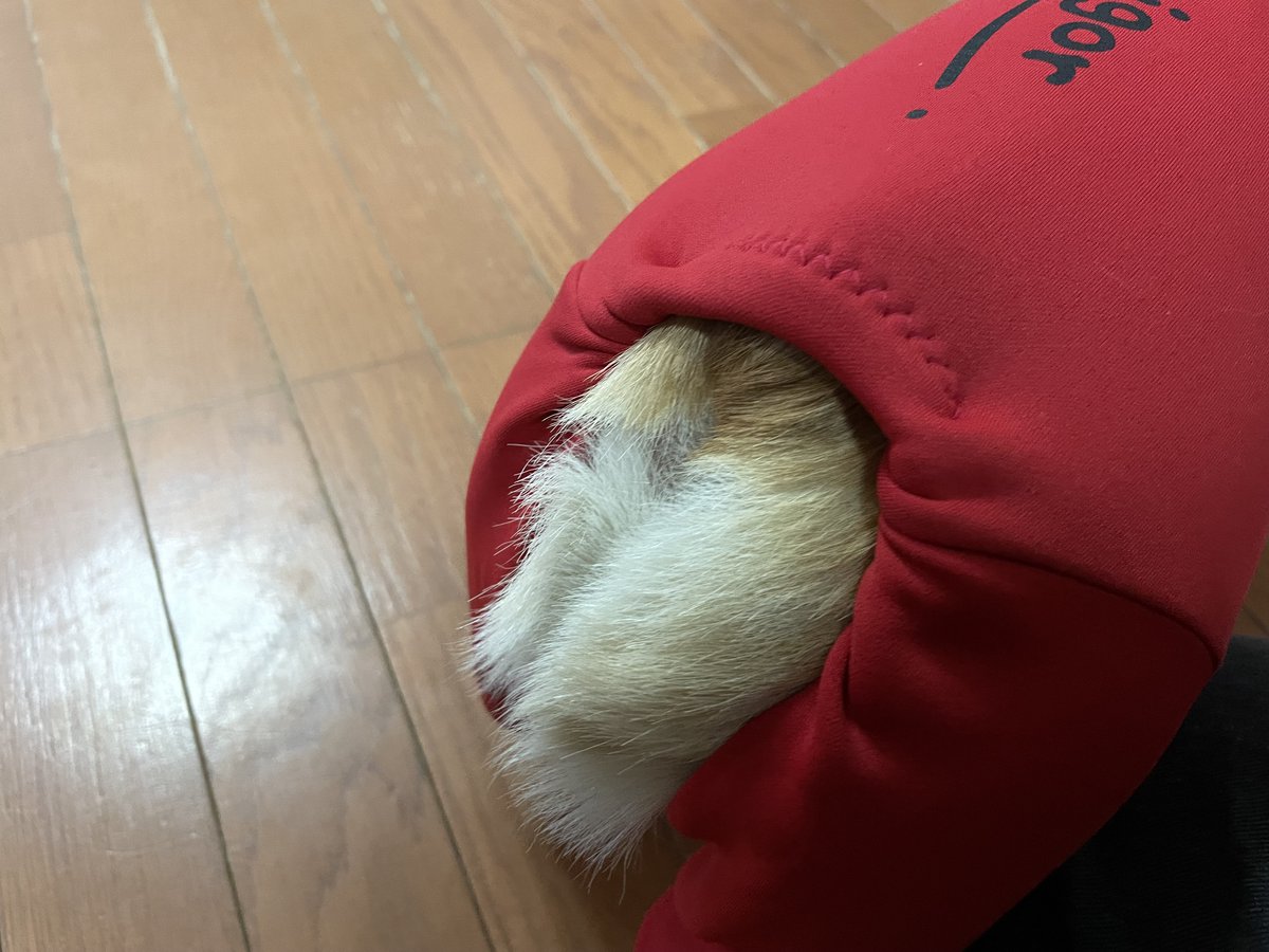 Mod_St_CHOBI's tweet photo. 今日は犬のウェアのModificicationです。

ウチにはコーギーが2匹いるのですが、コーギーの服ってのがなかなかムツカシイ。

①足が短いので胴で合わせると前後とも袖が余る。
②尻尾がないのでお尻のところが下がってきて、💩が内側についちゃう

ということで、

①→詰めます
②→たくし上げます https://t.co/v2K3IVHHyl