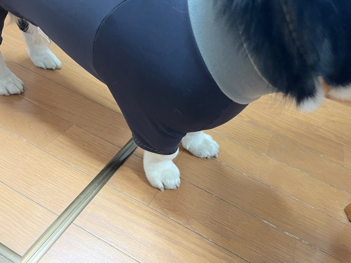 Mod_St_CHOBI's tweet photo. 今日は犬のウェアのModificicationです。

ウチにはコーギーが2匹いるのですが、コーギーの服ってのがなかなかムツカシイ。

①足が短いので胴で合わせると前後とも袖が余る。
②尻尾がないのでお尻のところが下がってきて、💩が内側についちゃう

ということで、

①→詰めます
②→たくし上げます https://t.co/v2K3IVHHyl
