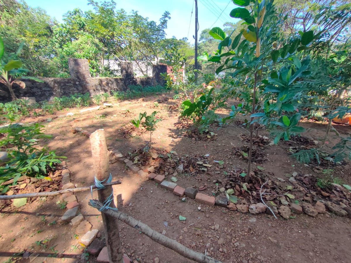 nssskcgvr's tweet photo. Today Gardening at #nssgarden  @NSSRDChandigarh @rdnss_kolkata @NSSRDPATNA @nssgujarat @nss_rdguwahati @NSSRDLucknow @MaharashtraNSS @NssrdD @nssrdhyderbad @KarnatakaNss @NssRajasthan @nsstvm @NSSChennai @nssrdbangalore @YASMinistry @_NSSIndia @pankajsinghips @HimachalNss https://t.co/hz3gI1GelL