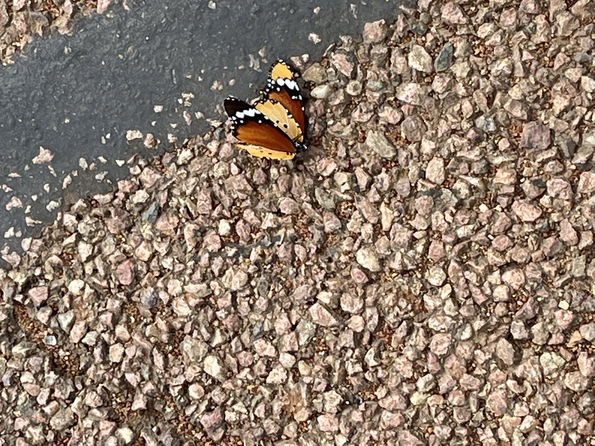 Joys of #notskippingmonday on the R71 in  Limpopo <a href="/Ichoose2BActive/">Www.IChoose2BActive.co.za</a> <a href="/CornyLedwaba/">Corny</a> #FetchYourBody2023 <a href="/ActivateZA/">ACTIVATE! Change Drivers</a> . But deep down I want to start an active wear stokvel, more especially for footwear <a href="/UnderArmour/">Under Armour</a> <a href="/adidasZA/">adidasZA</a> <a href="/tumisole/">Tumi Sole</a> <a href="/MohauSam/">Sam The Challenger</a> #RunningWithTumiSole