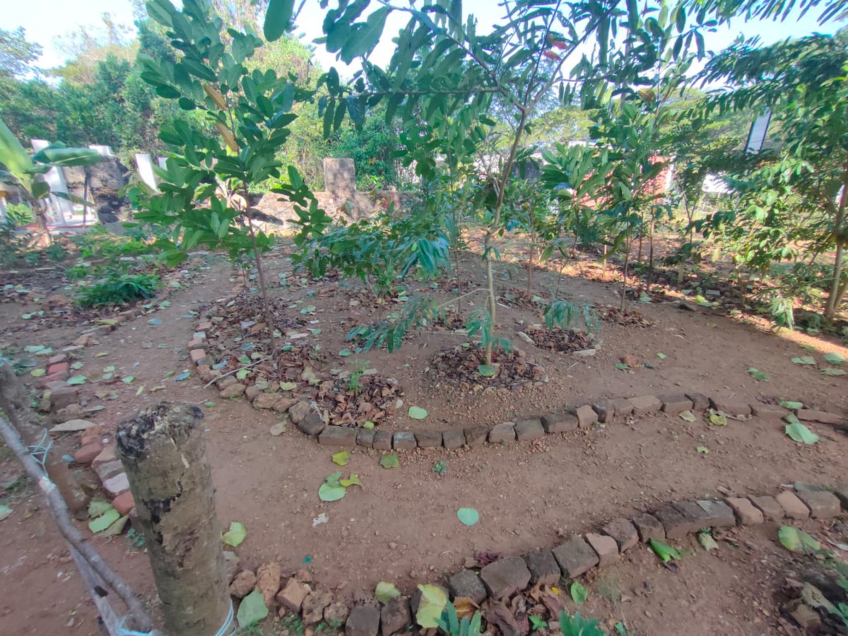 nssskcgvr's tweet photo. Today Gardening at #nssgarden  @NSSRDChandigarh @rdnss_kolkata @NSSRDPATNA @nssgujarat @nss_rdguwahati @NSSRDLucknow @MaharashtraNSS @NssrdD @nssrdhyderbad @KarnatakaNss @NssRajasthan @nsstvm @NSSChennai @nssrdbangalore @YASMinistry @_NSSIndia @pankajsinghips @HimachalNss https://t.co/hz3gI1GelL