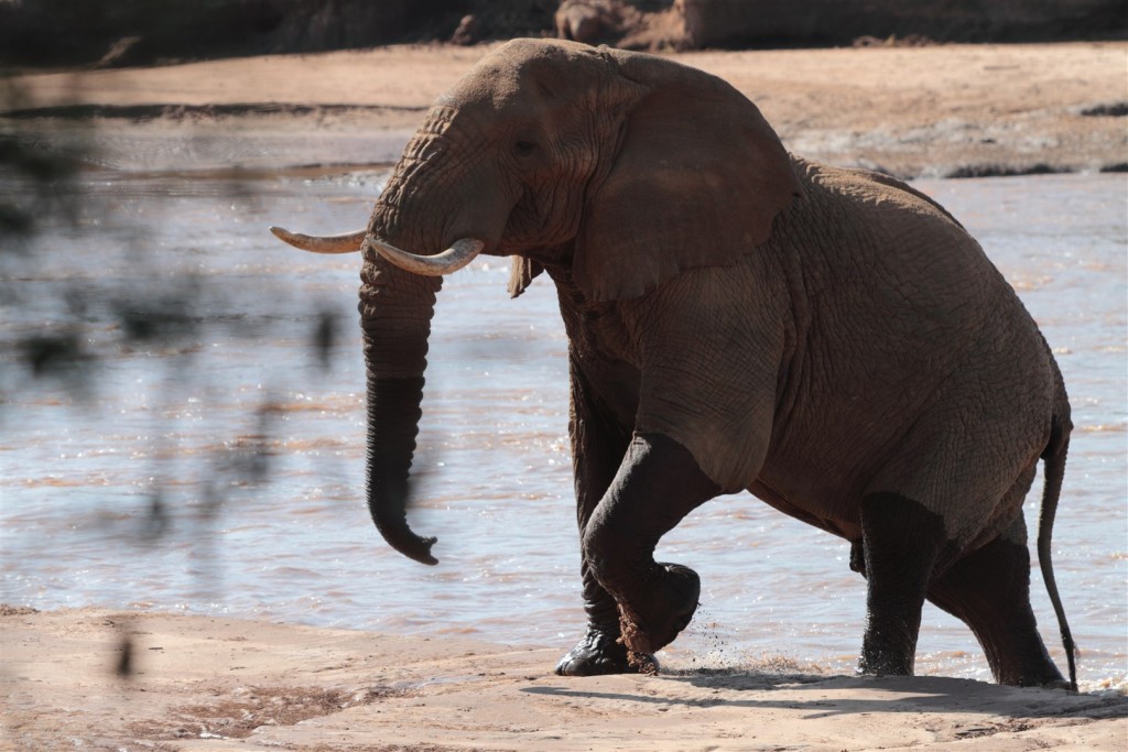 AlvahTours's tweet photo. @SasCrossCountry You are all welcome to a safari in Kenya, home to the Masai Mara of the annual wildebeest migration, Amboseli home to some of the largest tusker elephants and lake nakuru where the lesser flamingos do migrate to from europe..
Karibuni sana https://t.co/vAPUGzBxGj