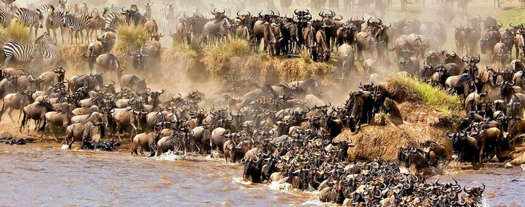AlvahTours's tweet photo. @SasCrossCountry You are all welcome to a safari in Kenya, home to the Masai Mara of the annual wildebeest migration, Amboseli home to some of the largest tusker elephants and lake nakuru where the lesser flamingos do migrate to from europe..
Karibuni sana https://t.co/vAPUGzBxGj