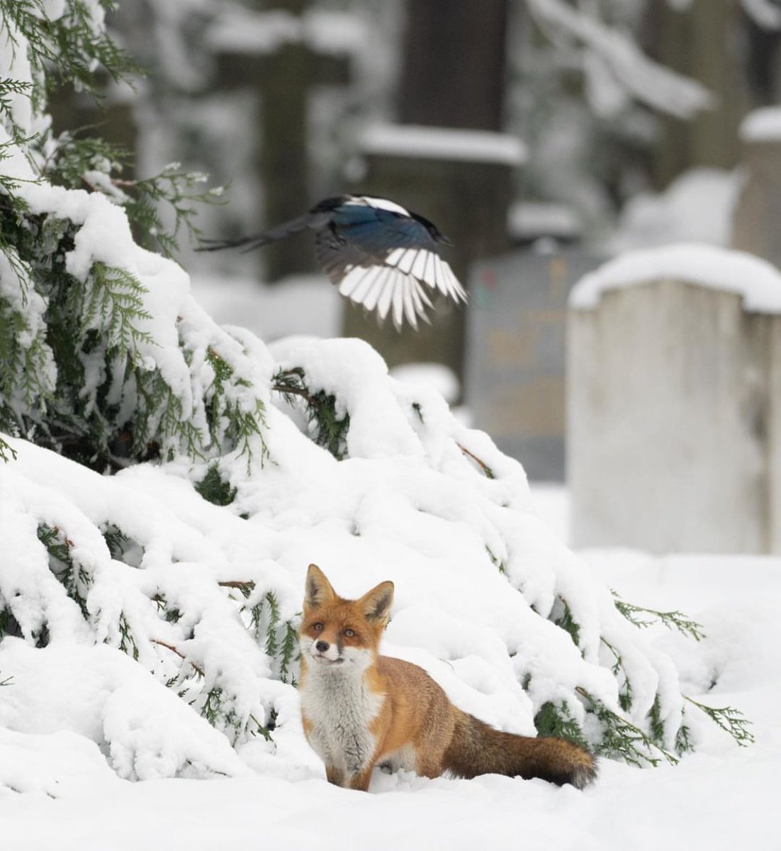 Chris Packham tweet media