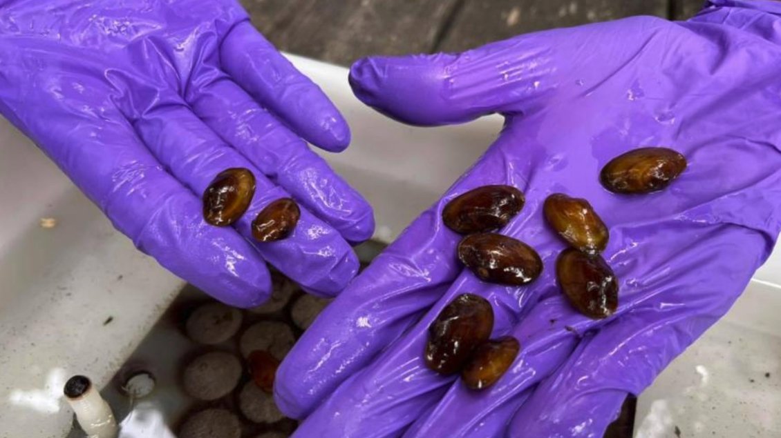 IPacuicultura's tweet photo. El grupo #CoPeMol de la @UniversidadeUSC mejora las técnicas y condiciones de cultivo del bivalvo de agua dulce Margaritifera margaritifera https://t.co/3BKiphdMt3
En el marco del proyecto #MargaSalmo, en el que tb han participado @GapavetLugo y #Ambiosol #acuicultura https://t.co/vwGsBVemMz