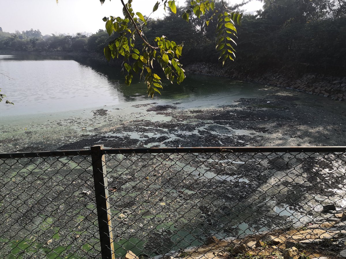 cheleswer's tweet photo. I am daily visitor of silvantakere Lake Whitefield. In past 2-3 months the lake water is started turning into sevage, now its even hard to walk around it due to unbearable smell.
Request authorities to take some action. @WFRising @BbmpchdTeam
@BangaloreMirror @BBMPSplHealth https://t.co/YjI5boLytu
